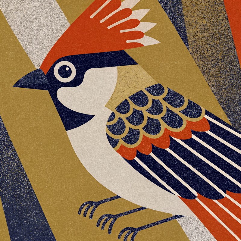 Blue Jay — Field Geometry plate