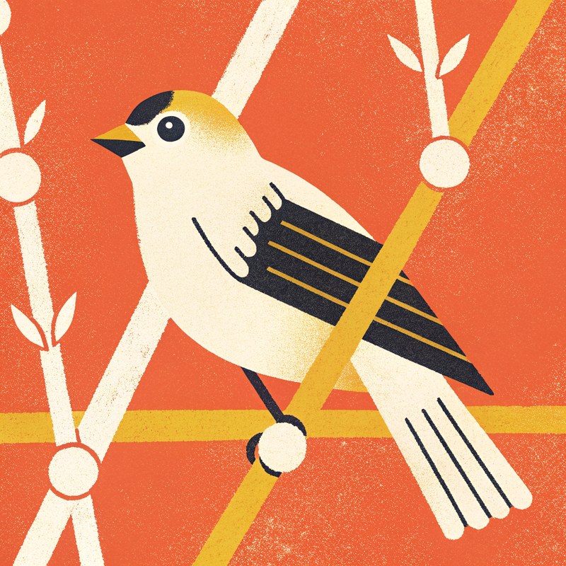 American Goldfinch — Field Geometry plate