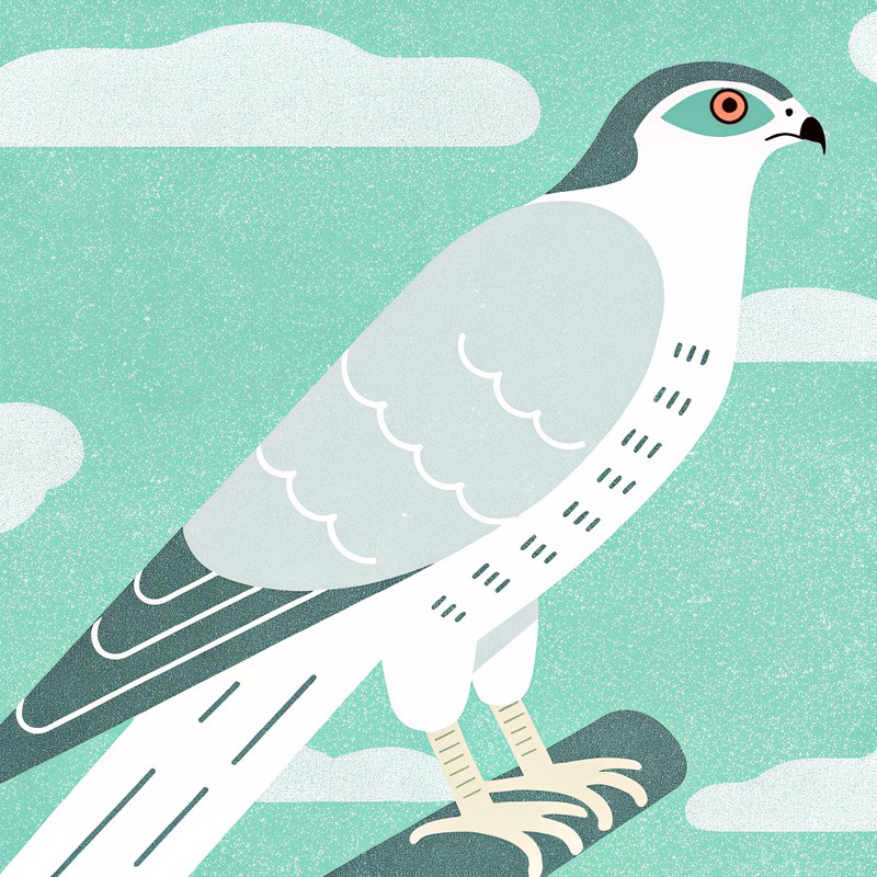 Cooper's Hawk — Field Geometry plate