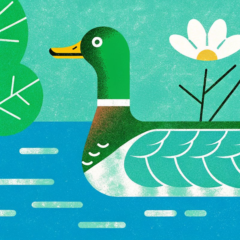 Mallard — Field Geometry plate