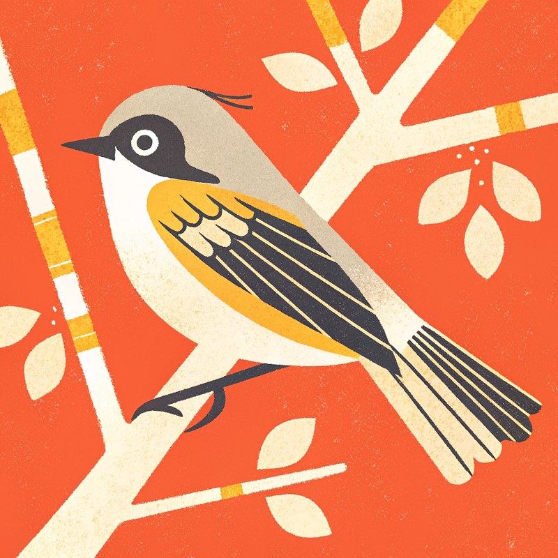 Magnolia Warbler — Field Geometry plate